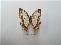 藏品(網絲蛺蝶)的圖片